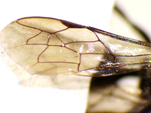 Réf. 317 144 : Psenulus sp.